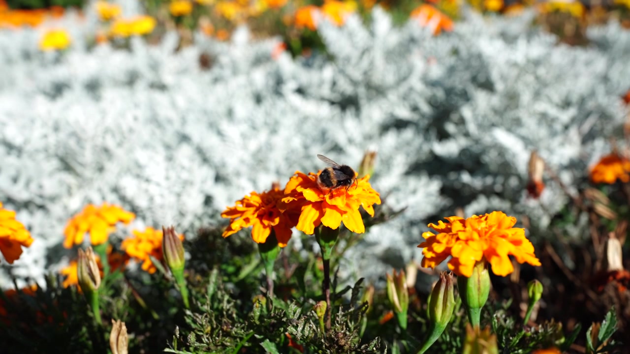 Ape che raccoglie polline su un fiore di calendula arancione brillante in giardino, primo piano, ad Albert Park, Auckland, Nuova Zelanda