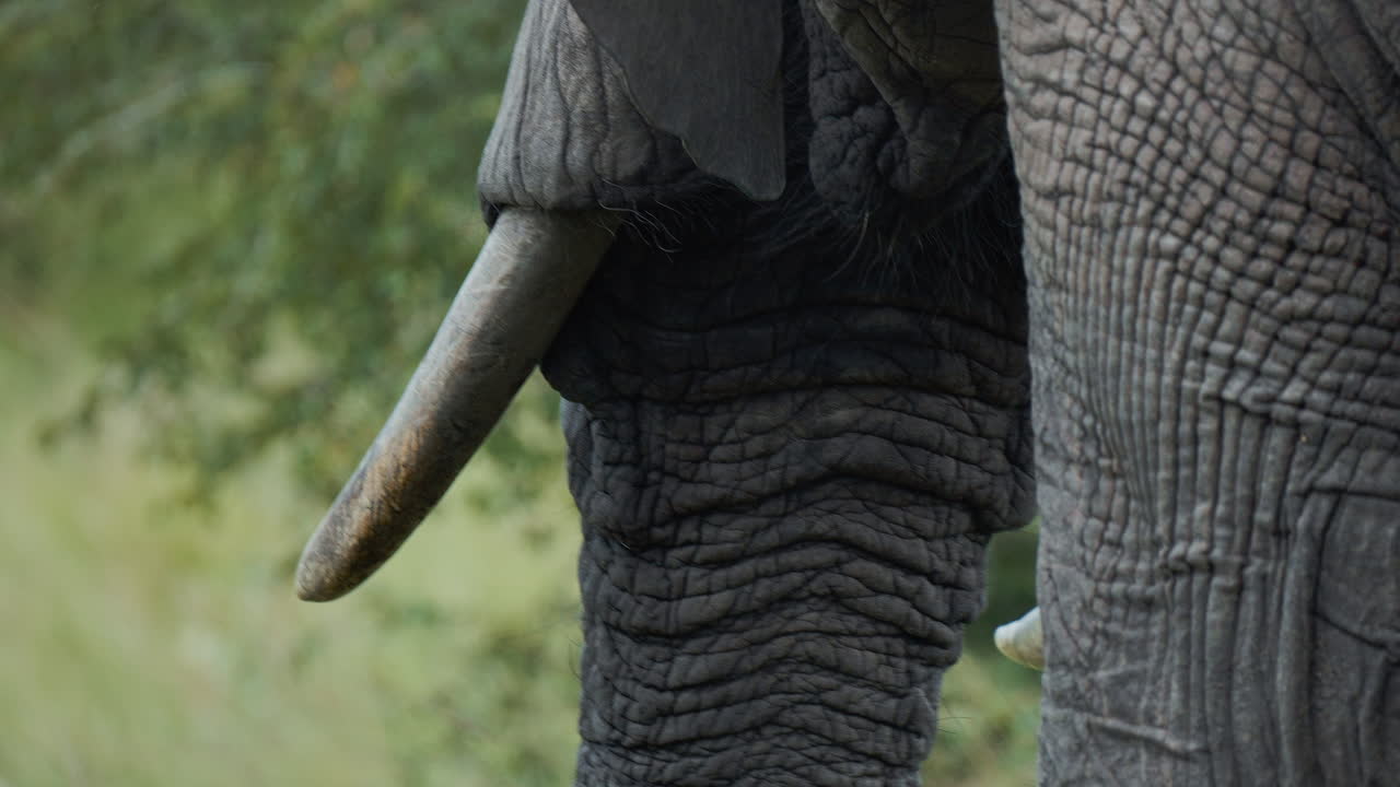 Elephant's Head and Tusks Closeup