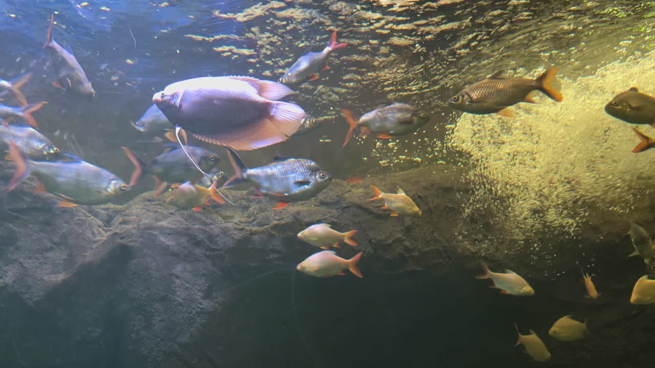 Mixed group of freshwater fish swimming in aquarium with rocky background and water bubbles. Underwater photography. Aquatic habitat and fish behavior concept. Design for wallpaper, poster