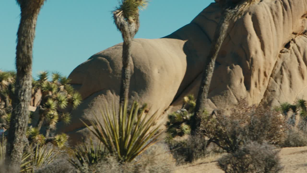 조슈아 트리 국립공원 풍경을 가로지르는 와이드 패닝 샷