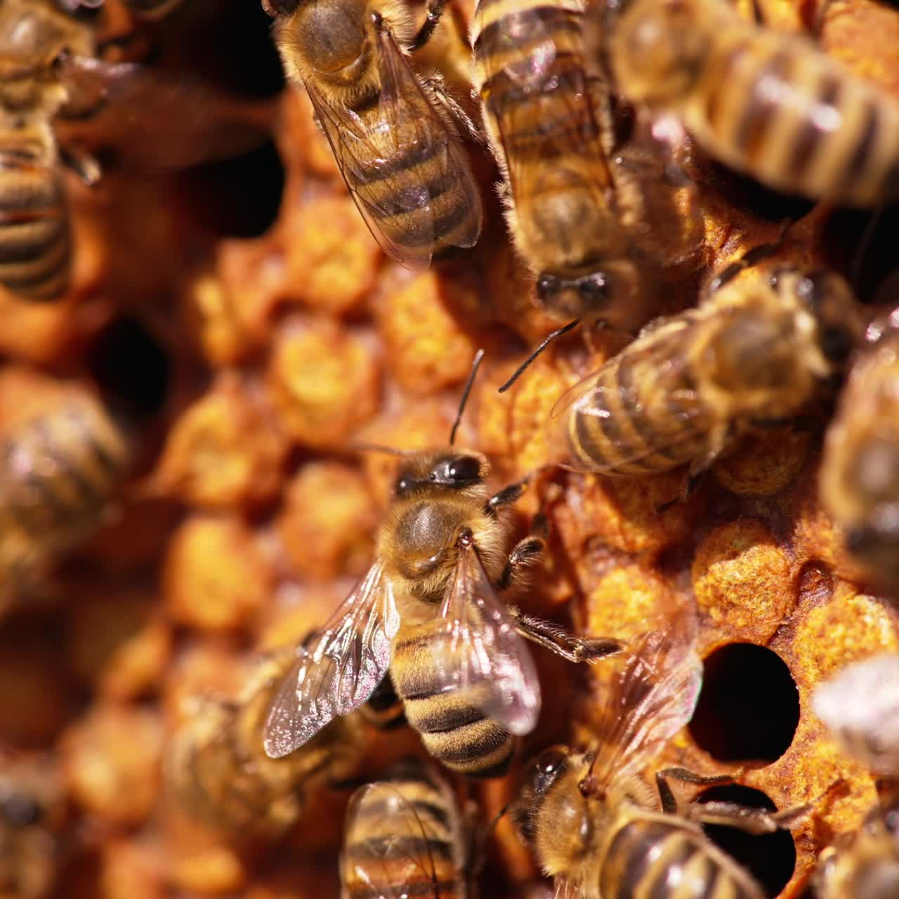 Stripy insects walking over the frame with sealed cells. Busy bees waving tiny transparent wings quickly. Close up