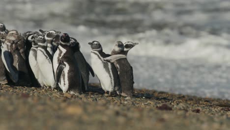 pingüinos jóvenes acurrucados en una playa