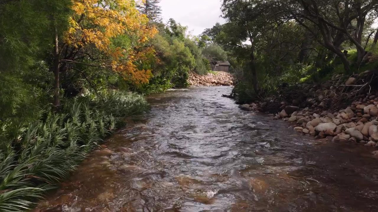 Volo aereo a bassa quota lungo un fiume con alberi autunnali, avanzamento 4K