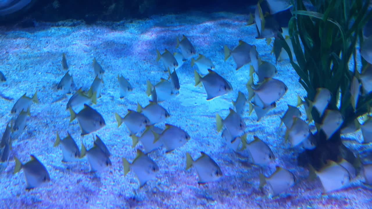 수족관 의 물고기 무리