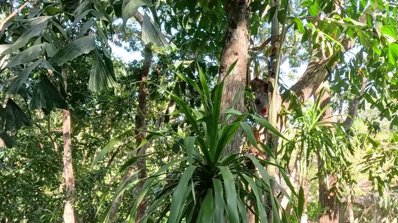 A vibrant view of dense foliage and towering trees under a bright sky.
