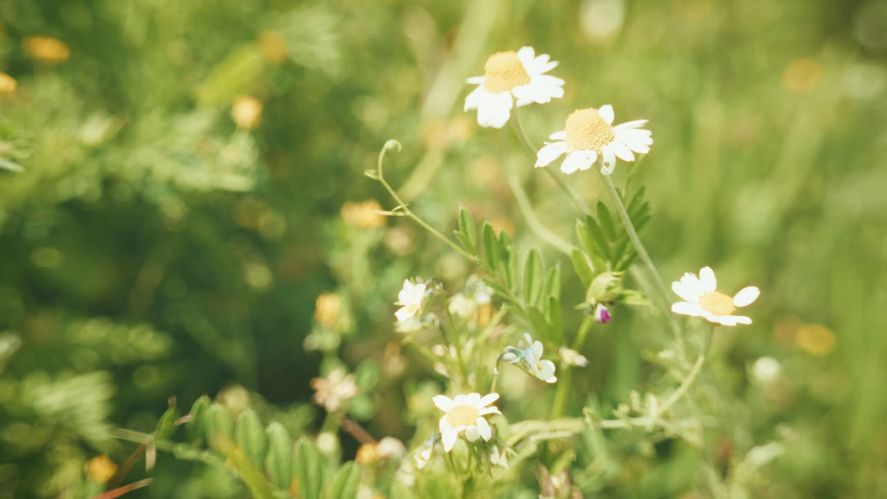 Beautiful wildflowers swaying in the wind, captured with a Petzval-style lens that adds a vintage, dreamy atmosphere with soft swirly bokeh and warm pastel tones.