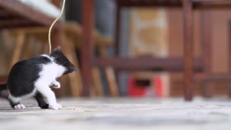 charming kitten playing on veranda