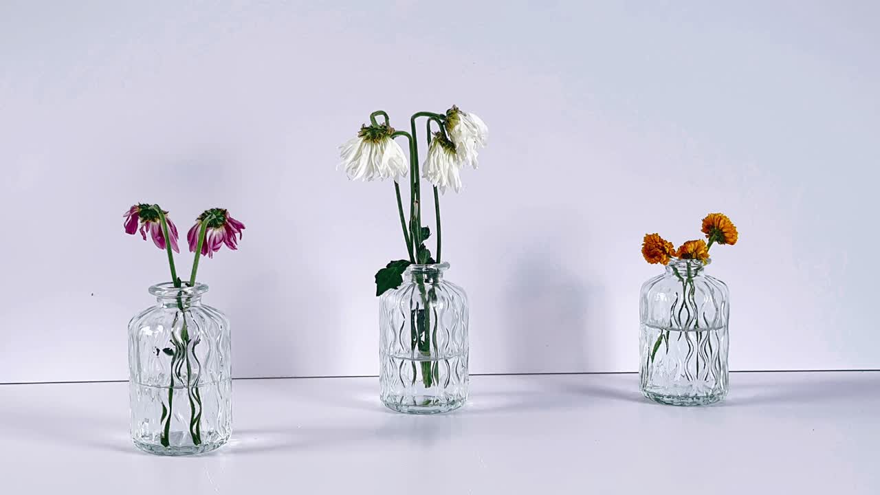 flores secas en jarrones de vidrio