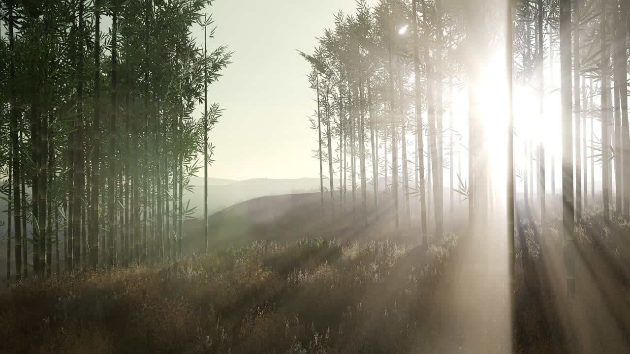 зеленый бамбуковый лес на холмах