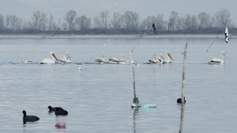 Dalmatiner-Und-Weiße-Pelikane-Schwimmen-In-Zeitlupe-Im-Kerkini-See