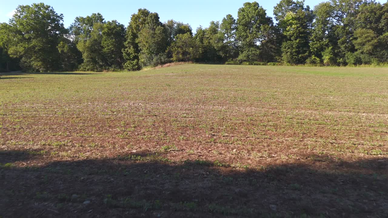 A low angle shot in the woods, covered by the shade of trees. The drone camera dolly in through low hanging branches towards an open field, covered in sunlight