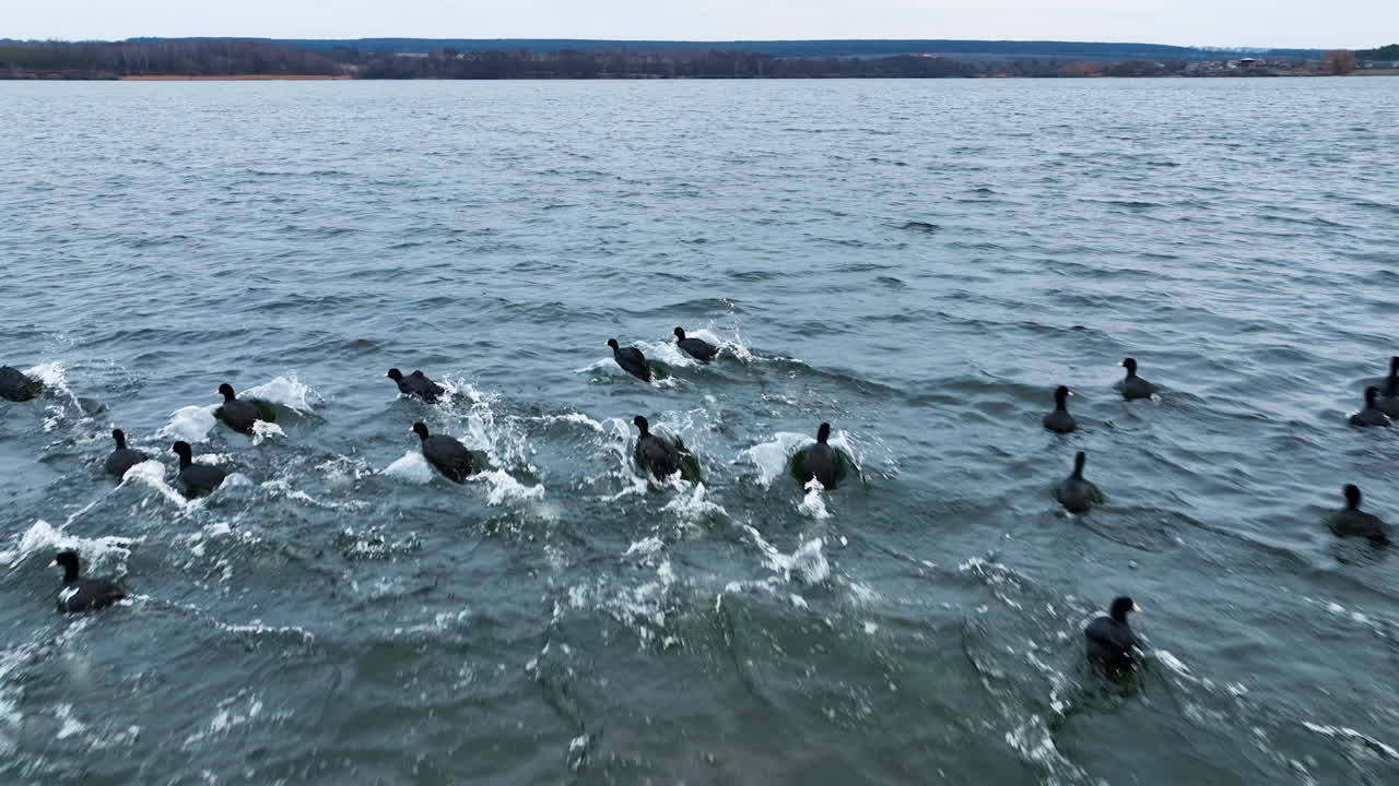 Aquatic birds running away from drone. Scared ducks moving quickly by the water surface. Grey river against the dark waterfront background.