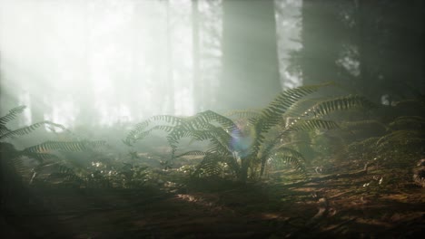 mañana con niebla en el parque nacional de la secuoya