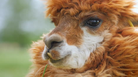 retrato de una linda alpaca con pelaje marrón