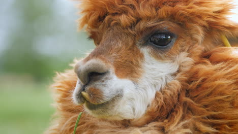 portrait of a cute alpaca with brown fur