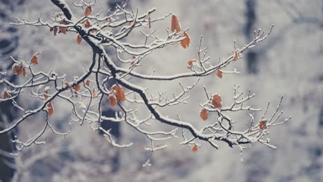 the first snow on the delicate branch of the beech tree