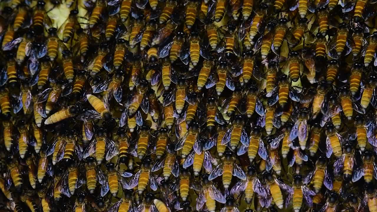 se sabe que las abejas melíferas gigantes construyen grandes colonias de nidos con bolsillos simétricos hechos de cera para almacenar miel como fuente de alimento.