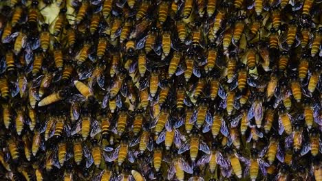 Se-Sabe-Que-Las-Abejas-Melíferas-Gigantes-Construyen-Grandes-Colonias-De-Nidos-Con-Bolsillos-Simétricos-Hechos-De-Cera-Para-Almacenar-Miel-Como-Fuente-De-Alimento.