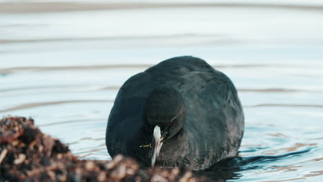 australian coot in the water foraging food on the shore