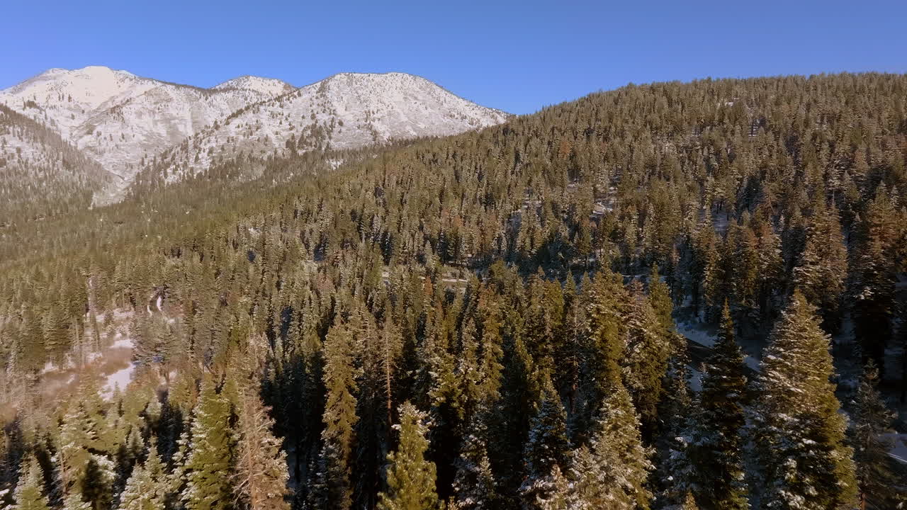 adelante sobre los abetos de douglas y hacia las montañas en un hermoso día de cielo azul en el lago tahoe, nevada