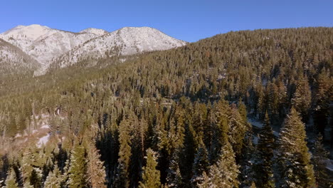 forward over douglas fir trees and towards mountains on a beautiful blue sky day in lake tahoe, nevada