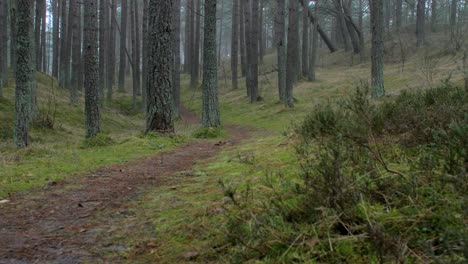 wild pine forest with green moss and heather under the trees, foggy overcast day with light mist, empty hiking trail, nordic woodland, baltic sea coast, mystic concept, wide handheld dolly shot