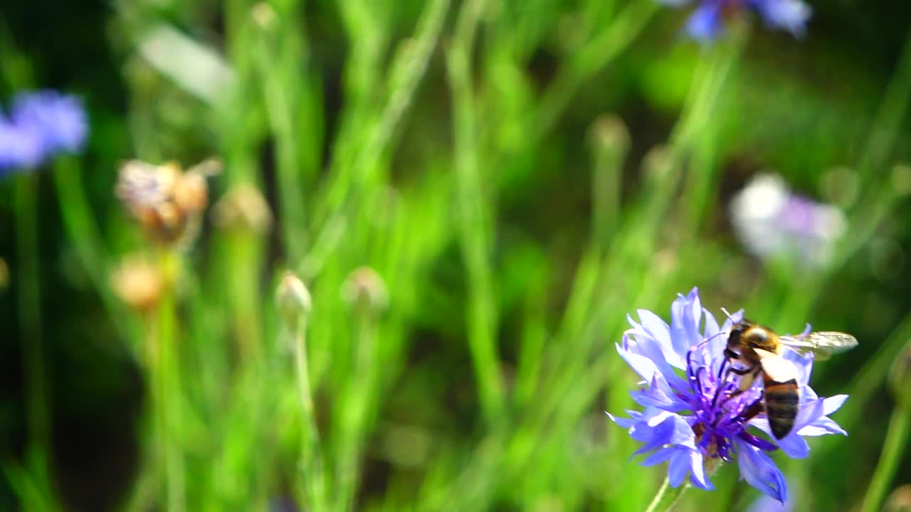 Bie og blomst. Sakte film