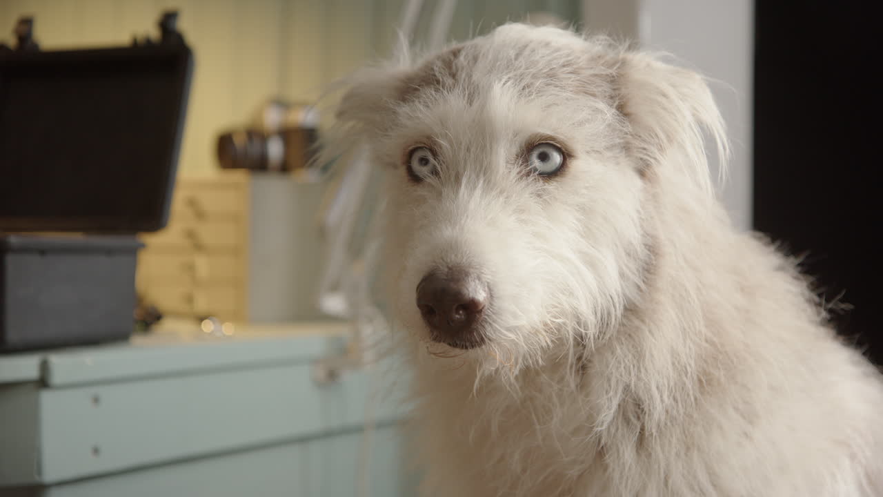 Husky collie crossbreed with white fur sits with comical guilty expression