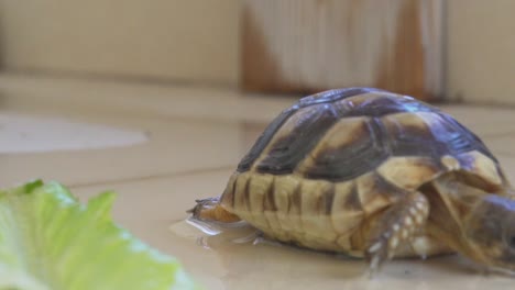 primer plano, vista baja de la tortuga leopardo bebé, de pie junto a un trozo de lechuga, moviéndose sobre una superficie húmeda