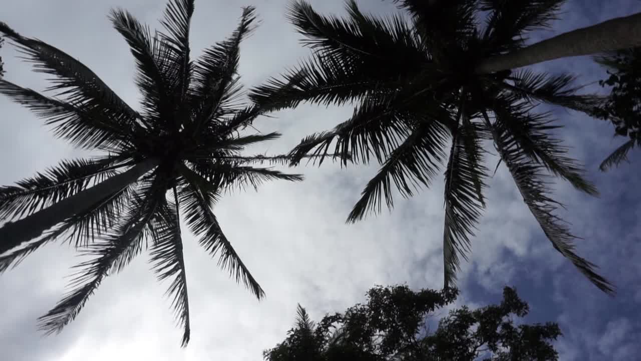 The beautiful coconut trees in the Philippines