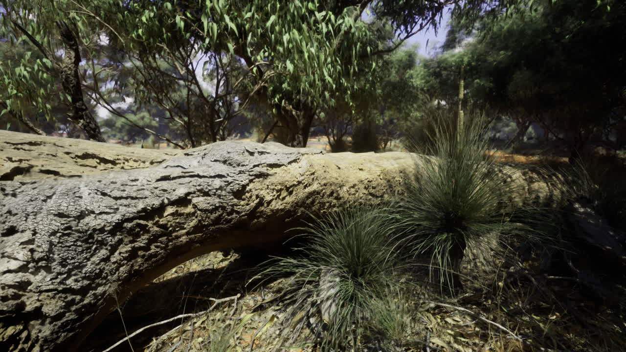 Nature scene with fallen tree and native plants near a forest