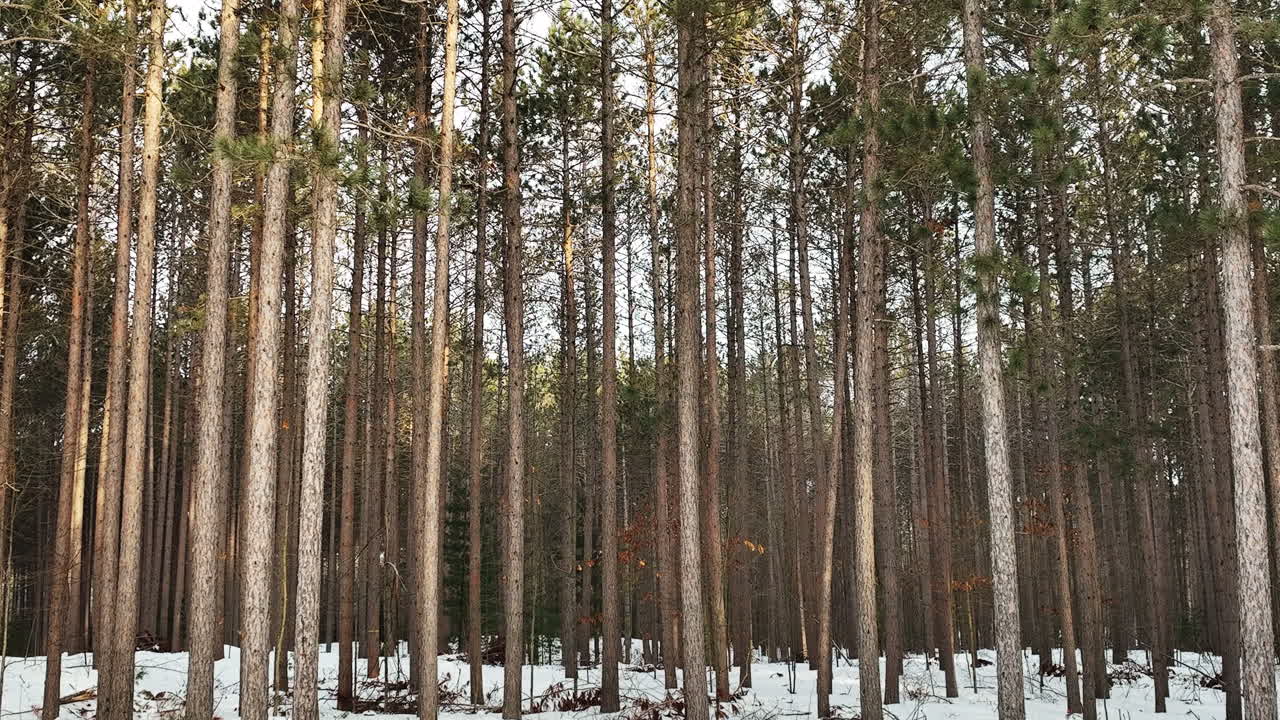 Dynaaminen zoom-dolly-kuva lumisesta metsästä talvella