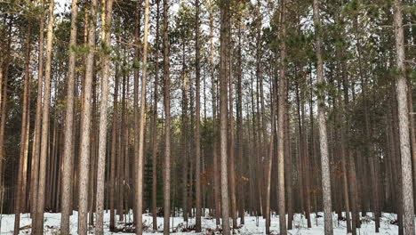 dynamic zoom dolly shot of snowy forest in winter