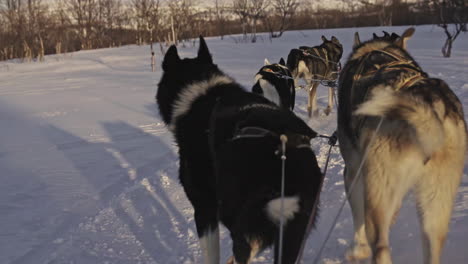 sleight husky malamute dogs pulling on icy snowy ground nordic country