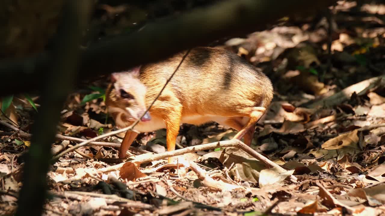 Visto muoversi verso sinistra e indietro mentre si nutre sul terreno di una foresta durante l'estate, tragulo minore (Tragulus kanchil), Parco Nazionale di Khaeng Krachan, Thailandia.