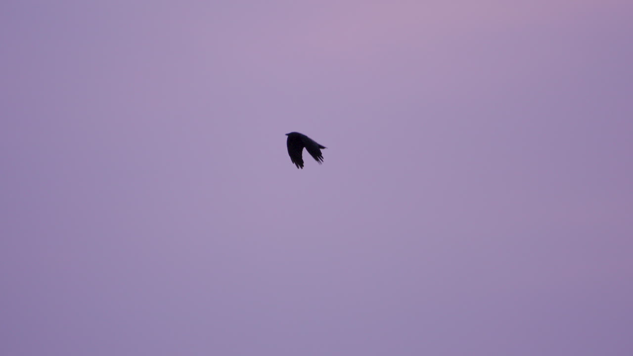 紫色の夕焼け空を飛ぶ黒い鳥