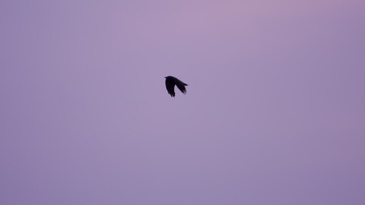 Black bird flies through purple sunset sky