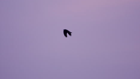 black bird flies through purple sunset sky