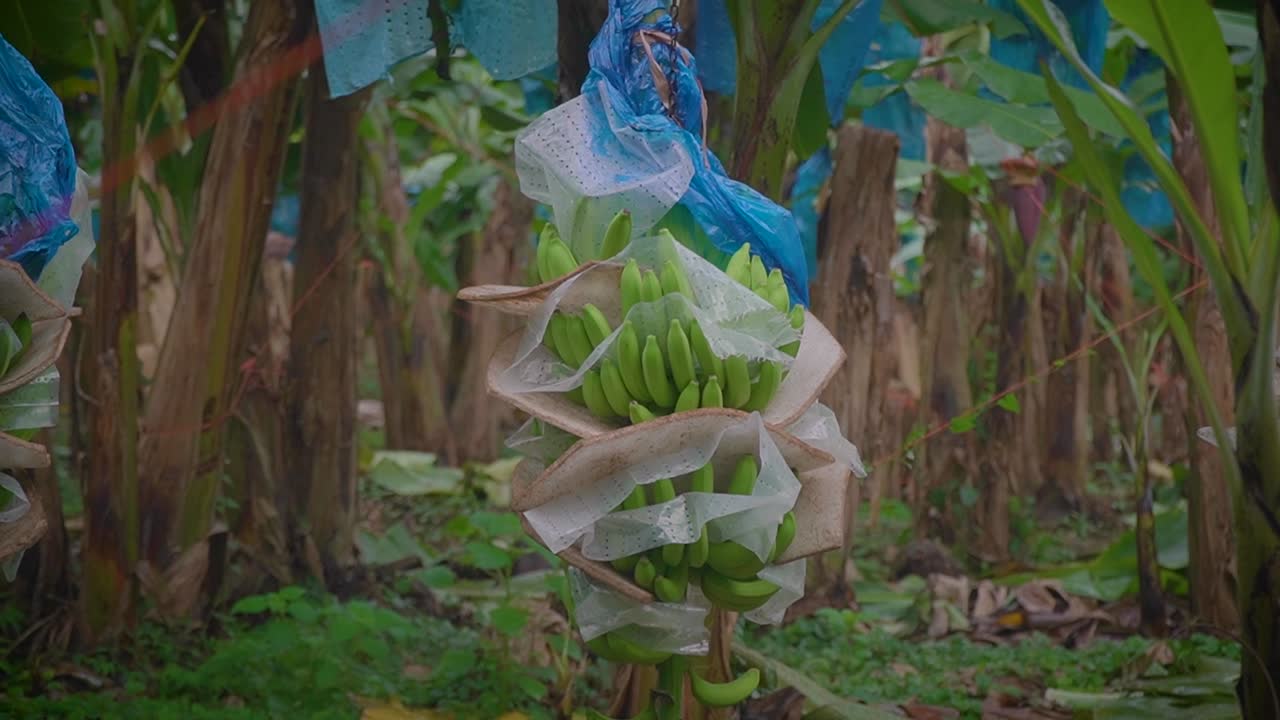 cestas de bananas colgadas de un transportador automatizado para el transporte rápido desde la plantación hasta la planta de procesamiento