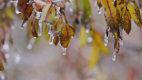 leaves and branches of the tree froze during the first morning frost in late autumn.