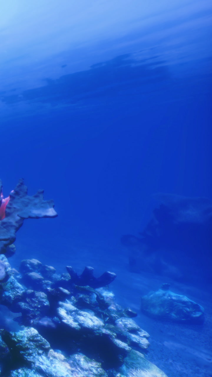 Vibrant underwater world filled with colorful coral reefs and marine life