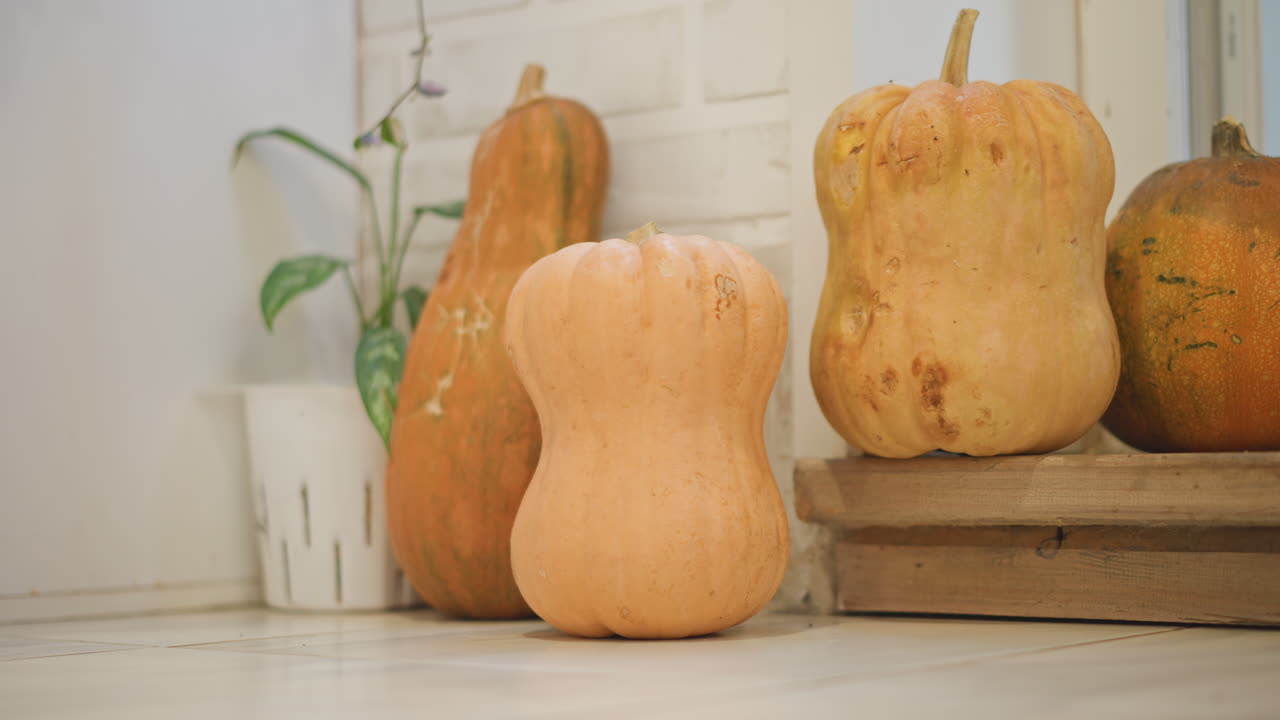 Zucche butternut su pavimento rustico di fattoria vicino a pianta in vaso e cassa di legno, luce naturale soffusa, natura morta autunnale, zucche pronte per il raccolto ideali per torte, arredamento da cucina rustico, toni caldi del beige.