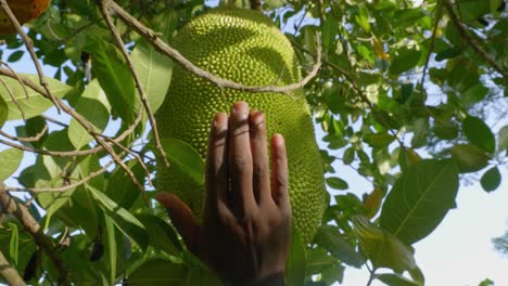 a close up shot of an african mans hand tapping on a jack fruit with his hand to check to see if the fruit is ripe