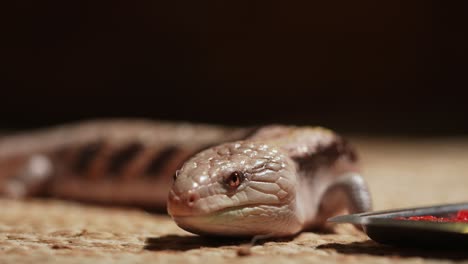 close-up of a skink eating