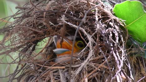 The-Silver-breasted-Broadbill-is-a-famous-bird-in-Thailand,-both-local-and-international