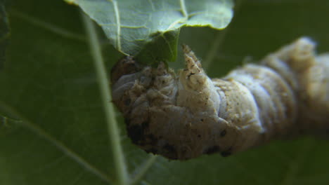 close up of a silkworm chewing on a green leaf