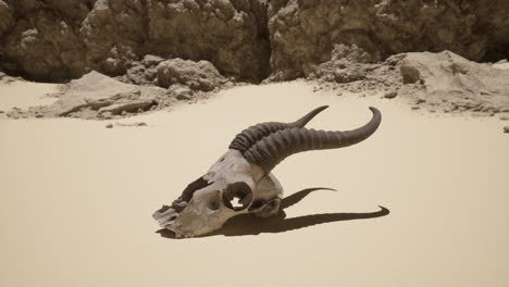 cráneo de animal en el desierto