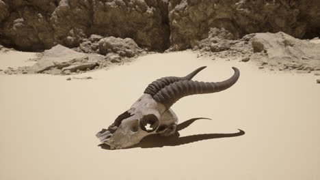 animal skull in the desert