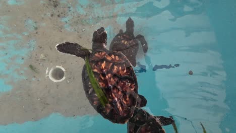 Baby Sea Turtles in a Tank