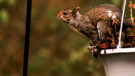 Las-Ardillas-Son-Miembros-De-La-Familia-Sciuridae,-Una-Familia-Que-Incluye-Roedores-De-Tamaño-Pequeño-O-Mediano